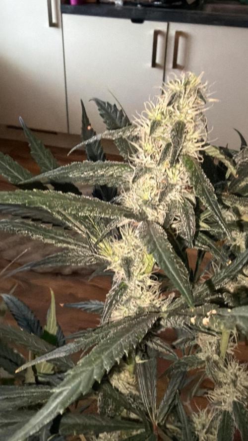 Northern Lights&Blue Dream. Week 14