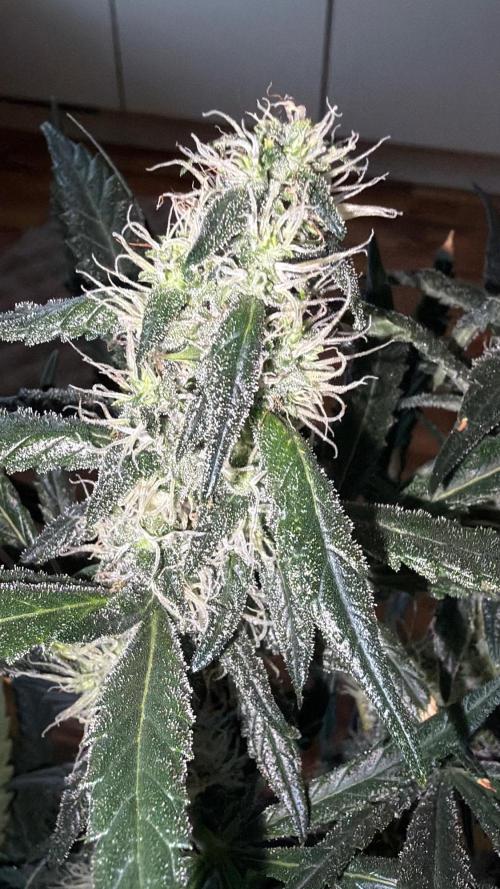 Northern Lights&Blue Dream. Week 14