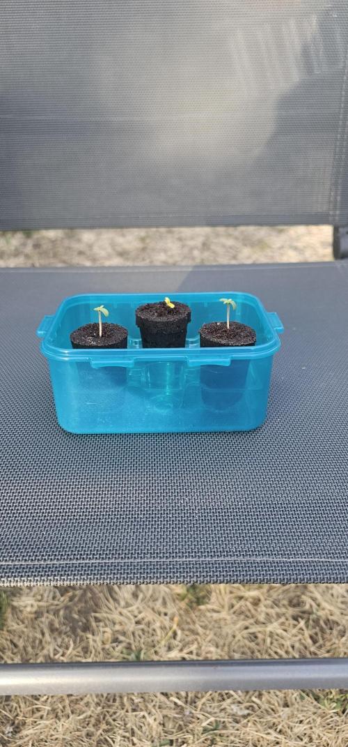 Mein 1er Grow. Week 0 - 2 Tag Und da ist der eine super!!!😎