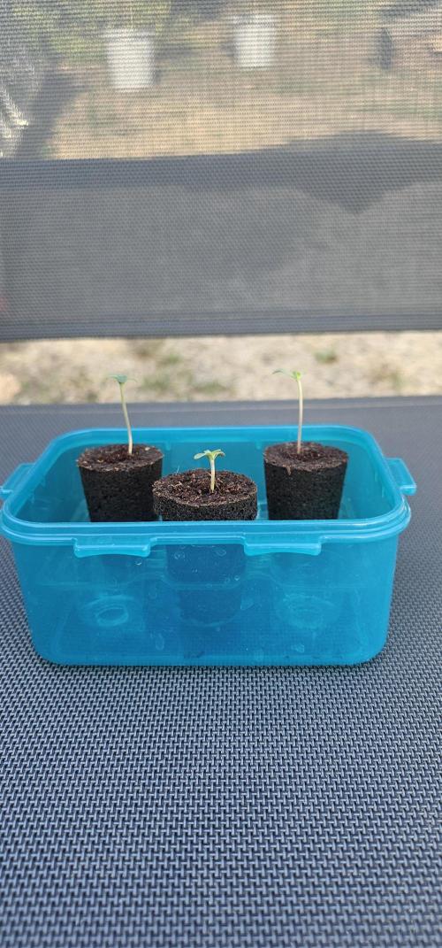 Mein 1er Grow. Week 0 - 3 Tag sieht aus als wollten die Spargeln 