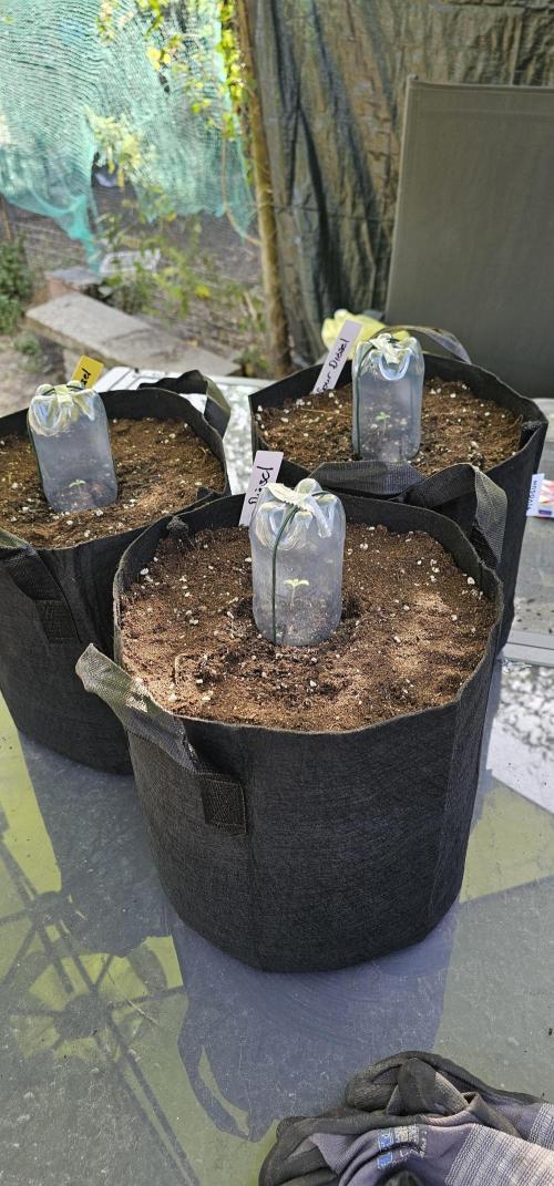Mein 1er Grow. Week 0 - 3 Rag zeit zum umtopfen