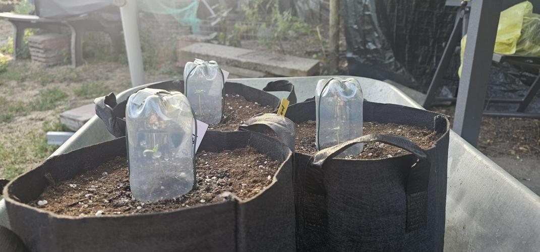 Mein 1er Grow. Week 0 - 5 Tag bis jetzt sieht mal alles gut aus. Daumen drücken 