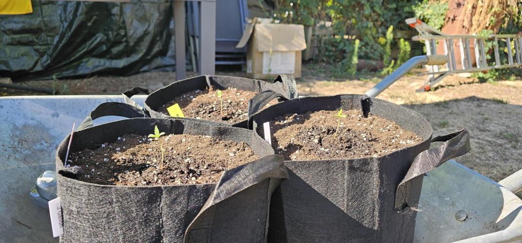 Mein 1er Grow. Week 0 - 5 Tag