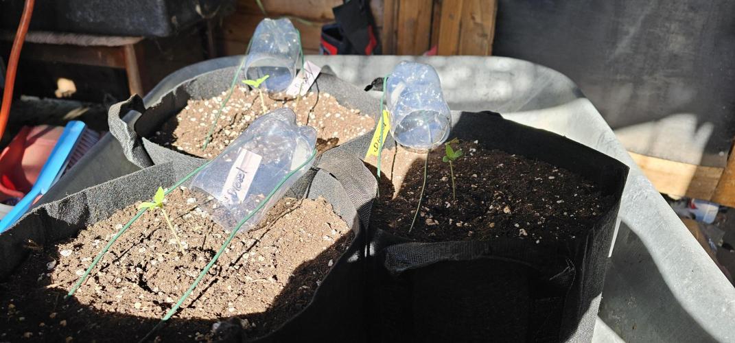 Mein 1er Grow. Week 0 - 6 Tag