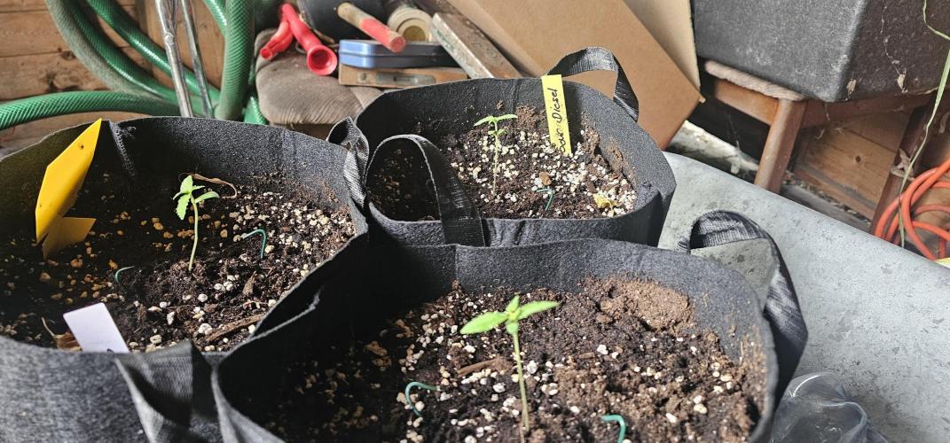 Mein 1er Grow. Week 2 - Tag 8