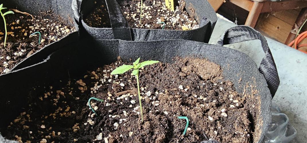 Sour Diesel Auto. Week 2