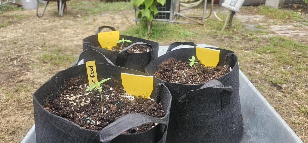Mein 1er Grow. Week 2 - Tag 10