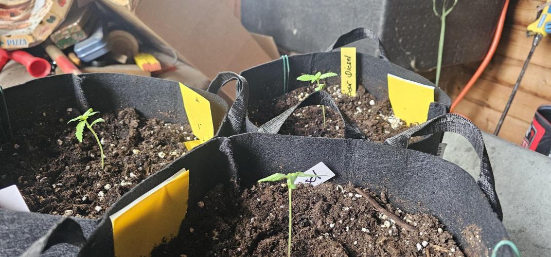 Mein 1er Grow. Week 2 - Tag 11