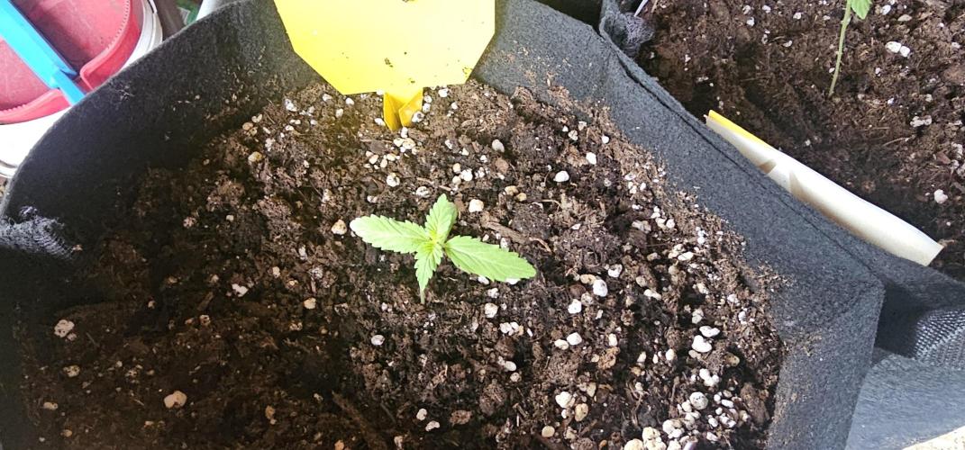 Mein 1er Grow. Week 2 - Tag 11