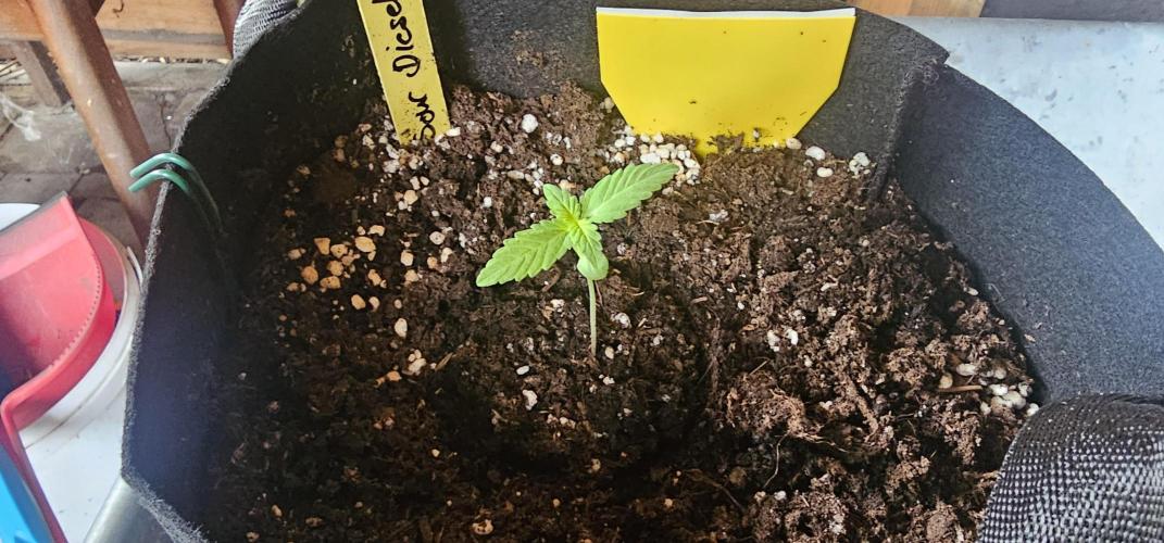 Mein 1er Grow. Week 2 - Tag 11
