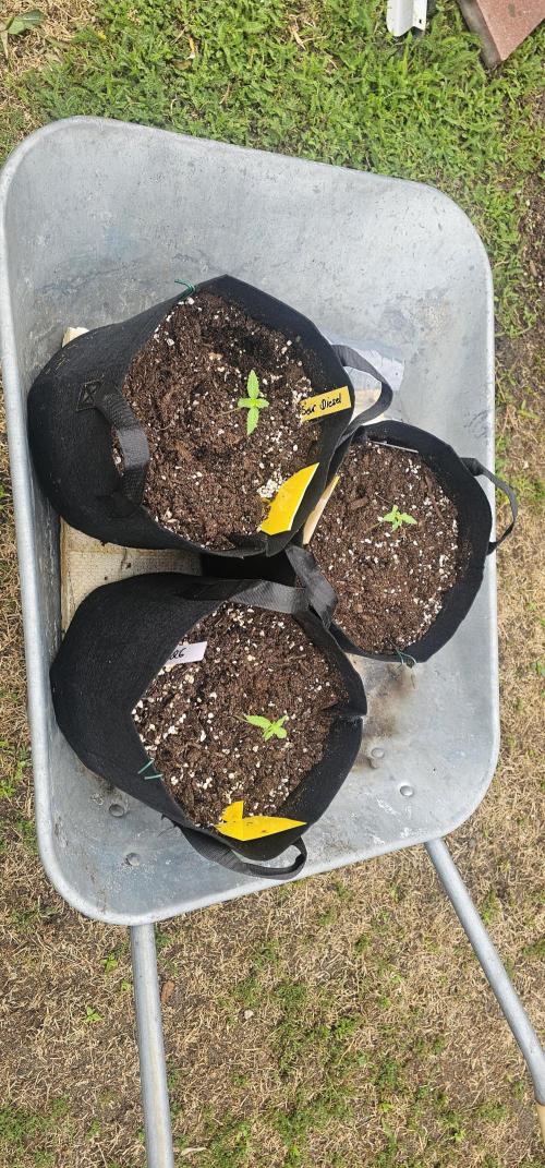 Mein 1er Grow. Week 2 - Tag 12