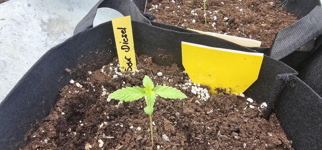 Mein 1er Grow. Week 2 - Tag 12