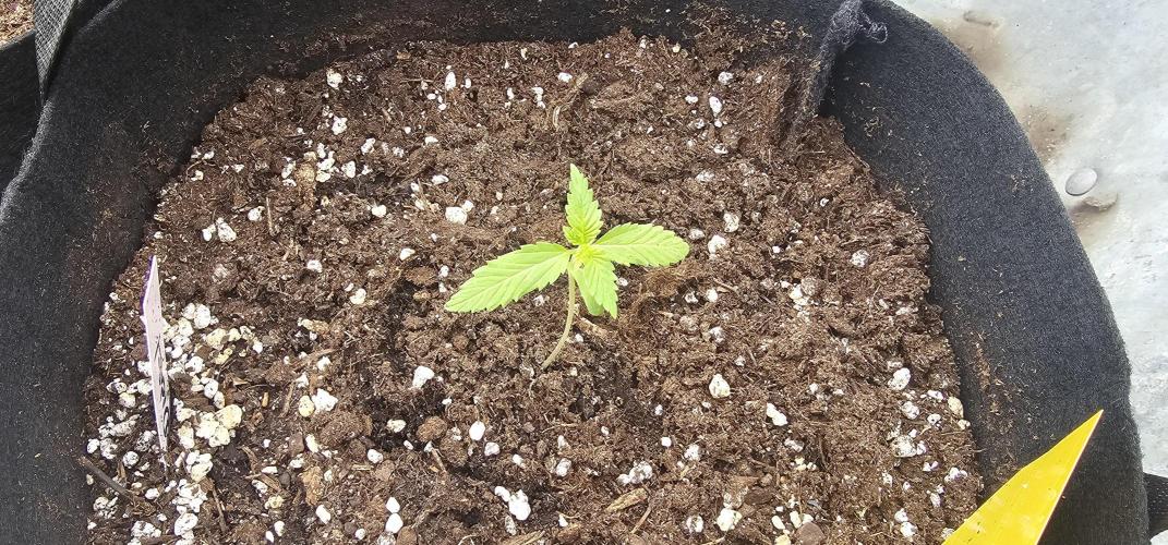 Mein 1er Grow. Week 2 - Tag 12