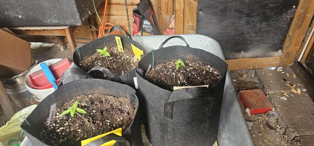 Mein 1er Grow. Week 2 - Tag 13