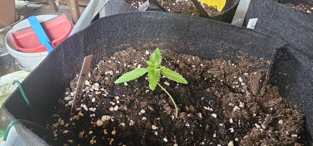 Mein 1er Grow. Week 2