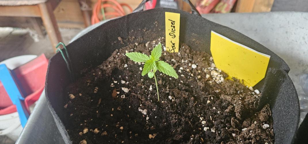 Mein 1er Grow. Week 2