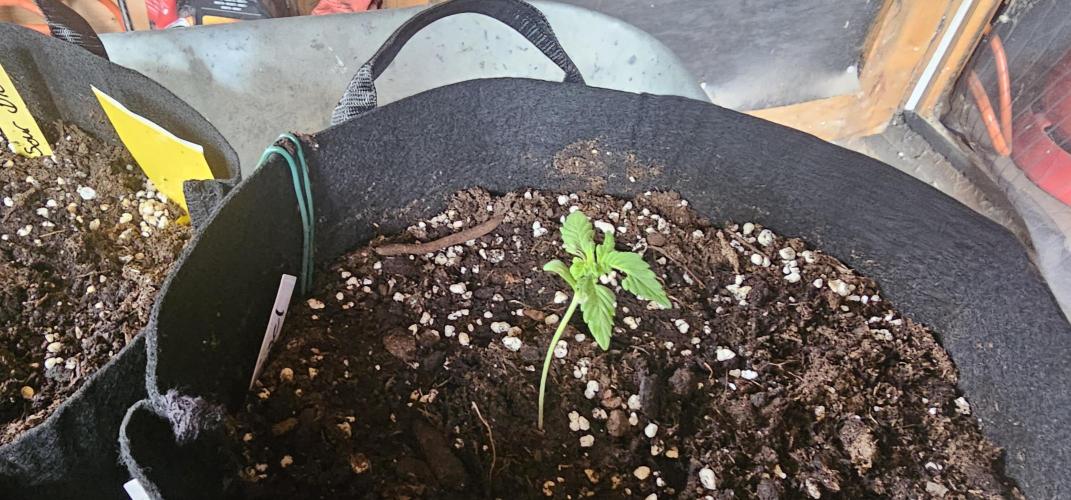 Mein 1er Grow. Week 2