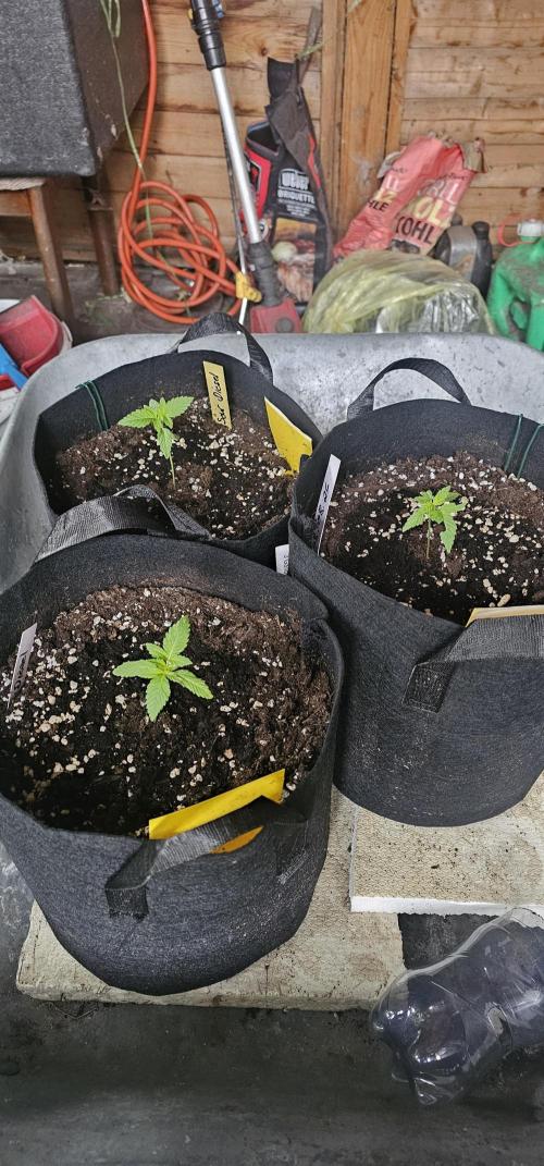 Mein 1er Grow. Week 3
