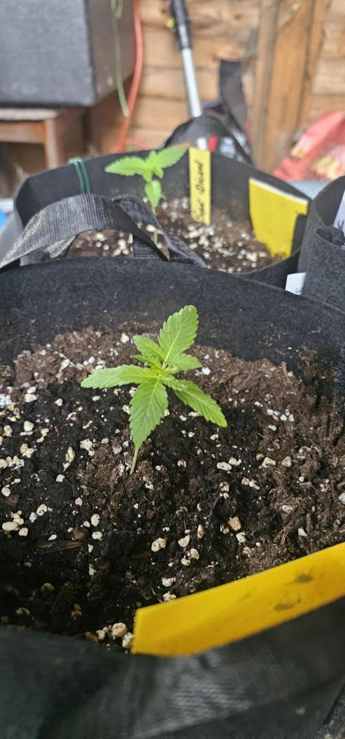 Mein 1er Grow. Week 3