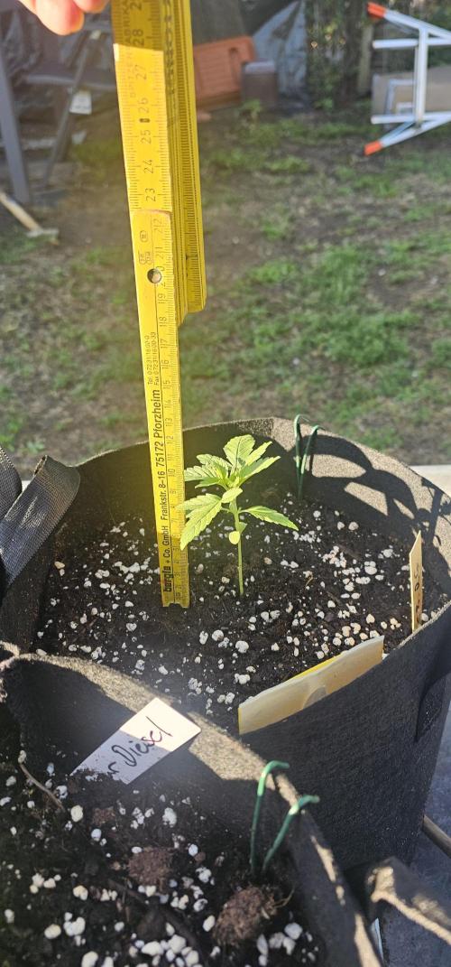 Mein 1er Grow. Week 3