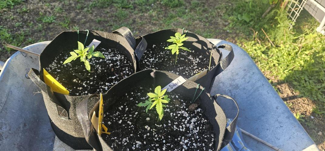 Sour Diesel Auto. Week 3