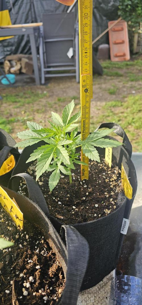 Mein 1er Grow. Week 3 - Tag 28