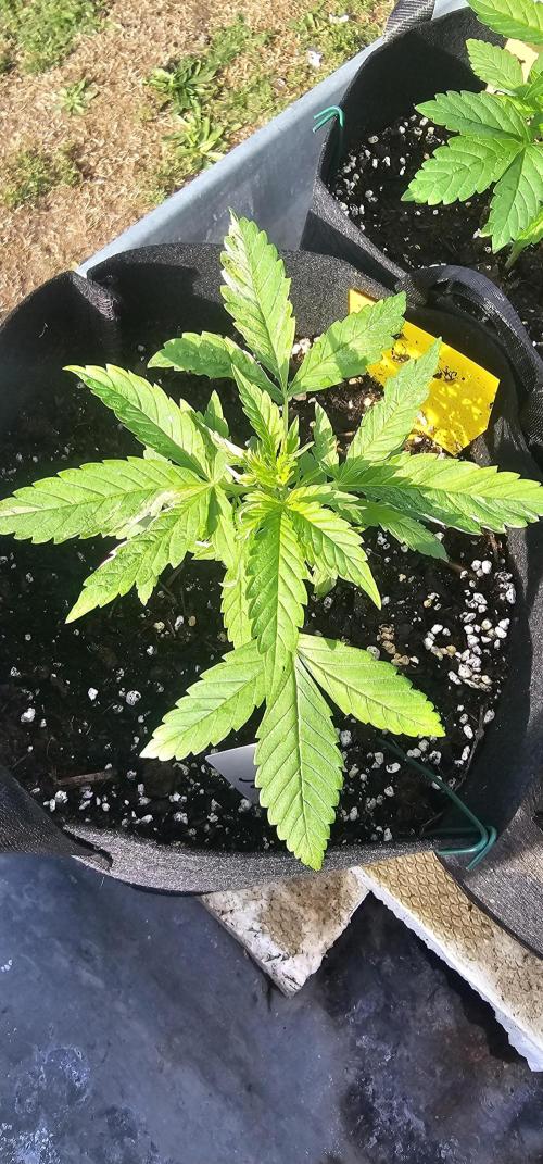 Mein 1er Grow. Week 3 - Ich glaub die kleine hat einen gen defekt!?