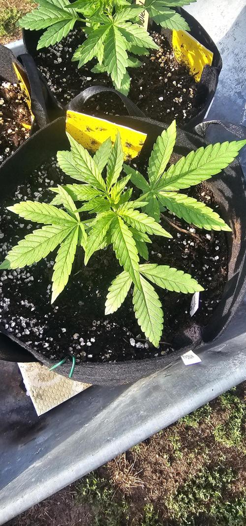 Mein 1er Grow. Week 3