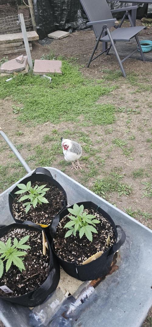 Sour Diesel Auto. Week 3