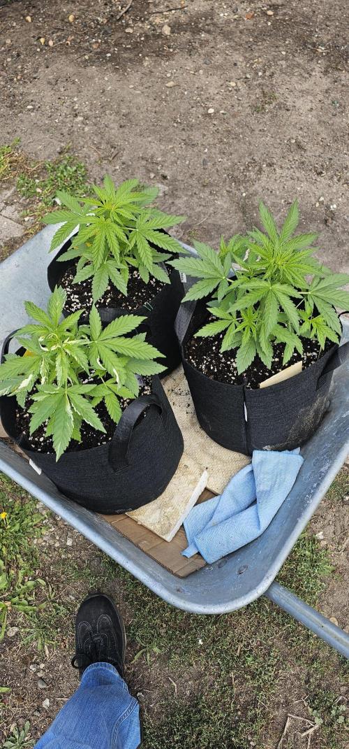 Mein 1er Grow. Week 3 - Tag 33