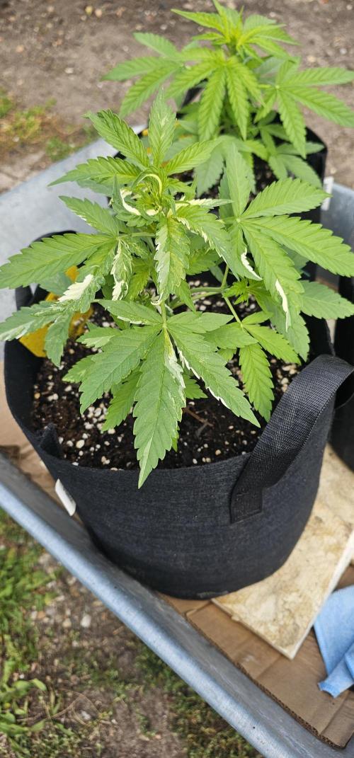 Mein 1er Grow. Week 3