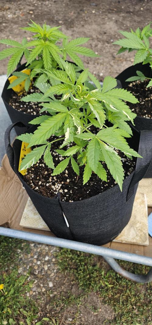 Sour Diesel Auto. Week 3