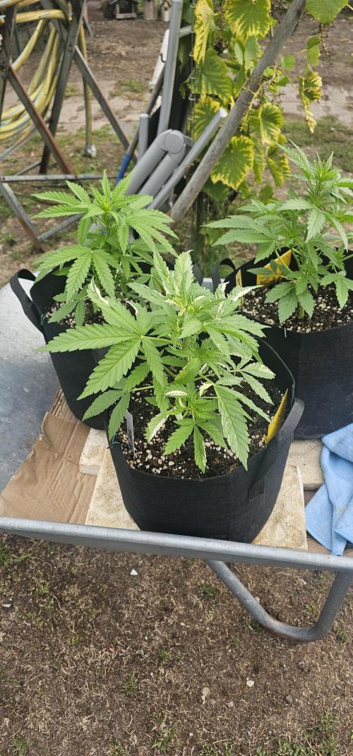 Mein 1er Grow. Week 4 - Tag 35