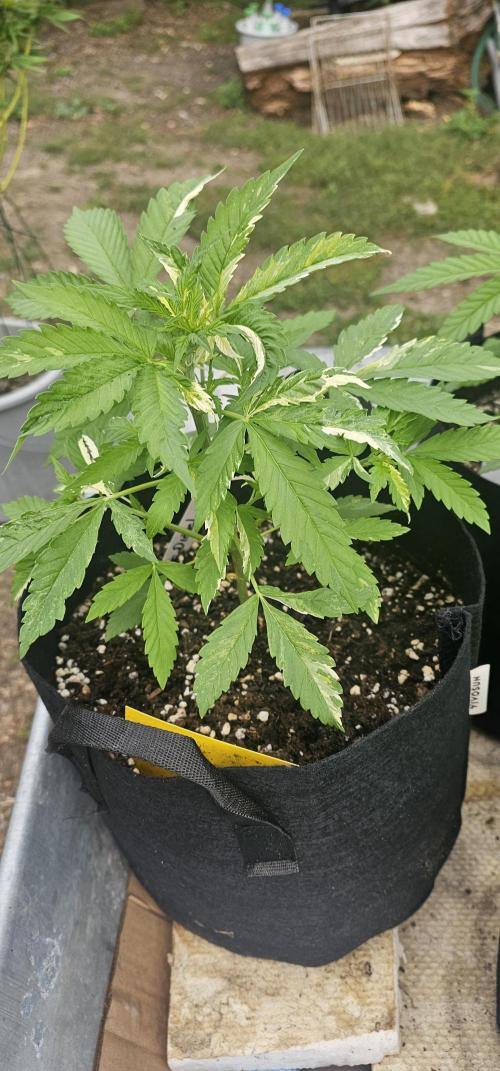 Mein 1er Grow. Week 4