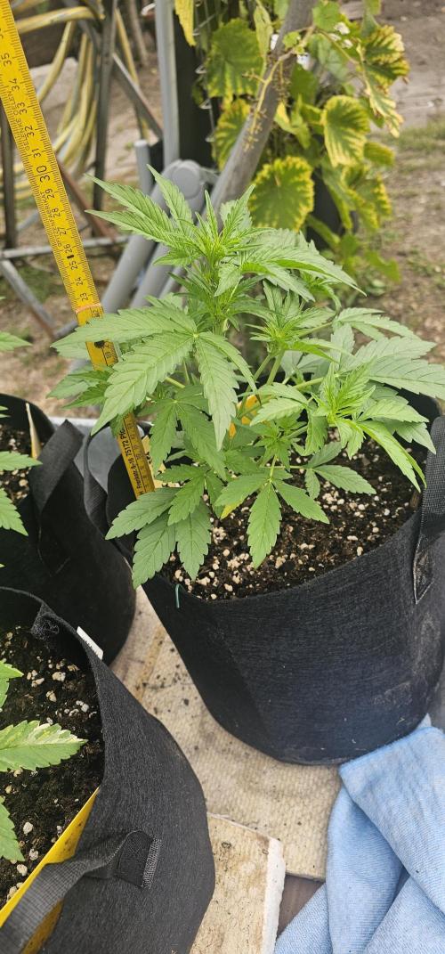 Mein 1er Grow. Week 4