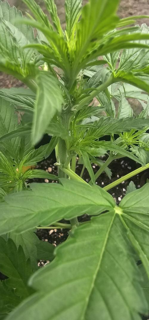 Sour Diesel Auto. Week 4