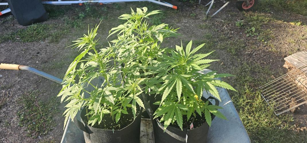 Mein 1er Grow. Week 5 - Tag 42