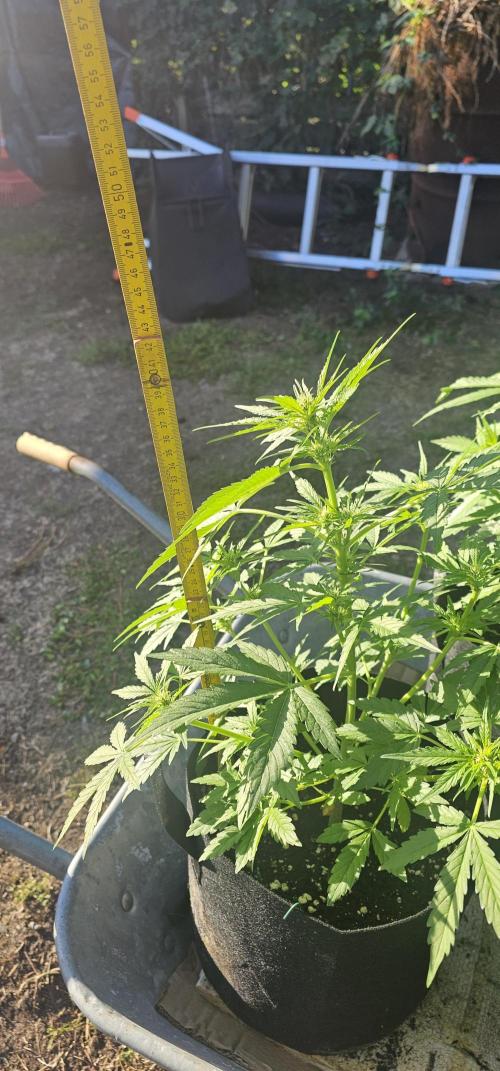 Sour Diesel Auto. Week 5