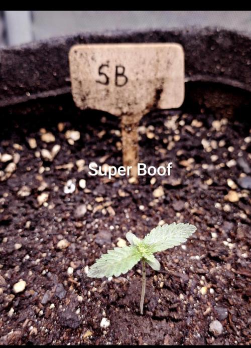 Organic Super Soil Showcase OSS. Week 0