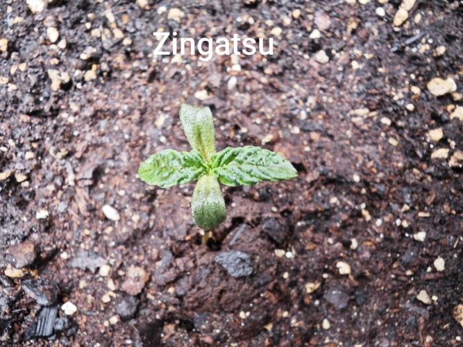 Organic Super Soil Showcase OSS. Week 0