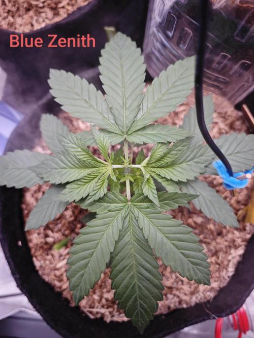 Organic Super Soil Showcase OSS. Week 3