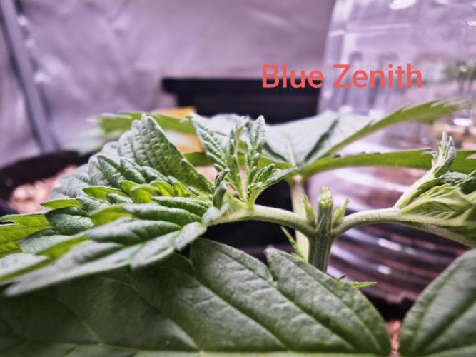 Organic Super Soil Showcase OSS. Week 3
