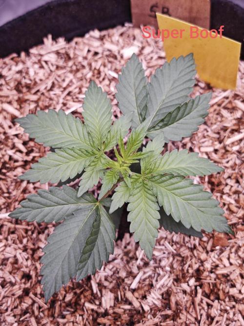 Organic Super Soil Showcase OSS. Week 3 - Super Boof 