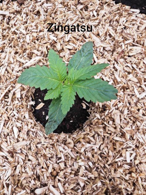 Organic Super Soil Showcase OSS. Week 2