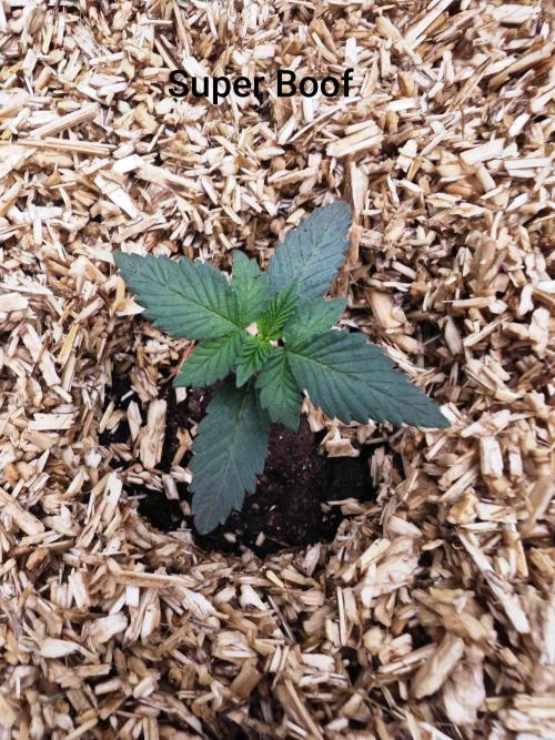 Organic Super Soil Showcase OSS. Week 2