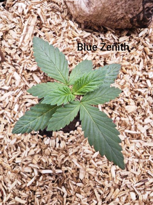 Organic Super Soil Showcase OSS. Week 2