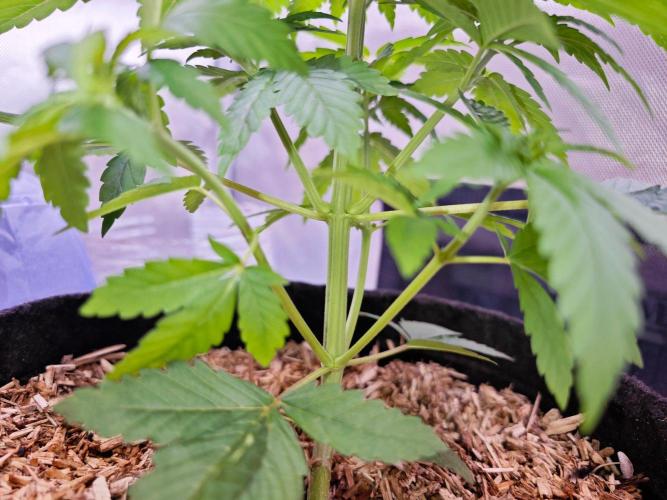 Organic Super Soil Showcase OSS. Week 4