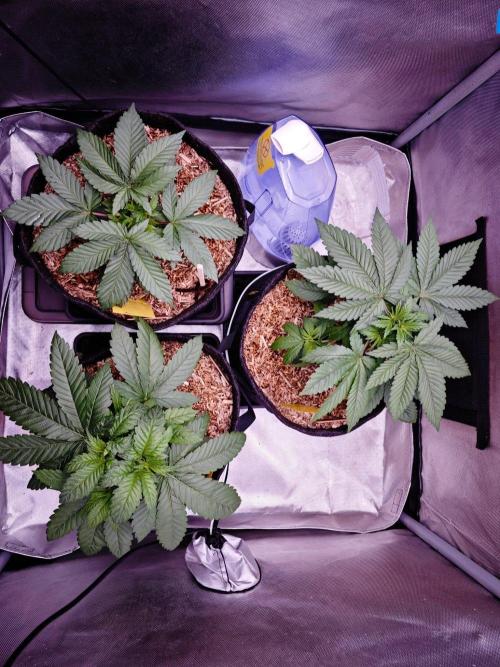 Organic Super Soil Showcase OSS. Week 4