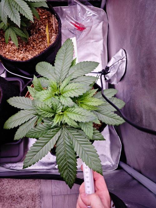 Organic Super Soil Showcase OSS. Week 4