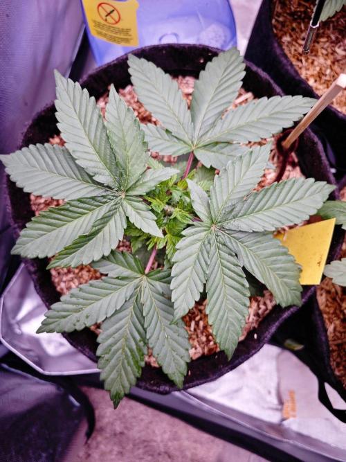 Organic Super Soil Showcase OSS. Week 4
